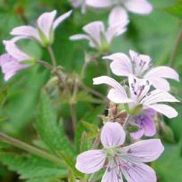 Geranium sylvaticum var. wanneri