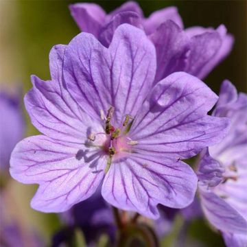 Geranium tuberosum