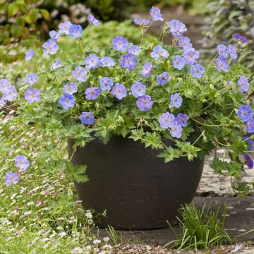 Gerânio Azure Rush - Geranium x wallichianum