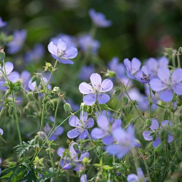 Gerânio Blue Cloud - Geranium x collinum
