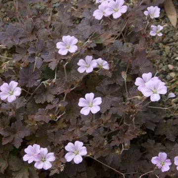 Gerânio Dusky Crug - Geranium oxonianum