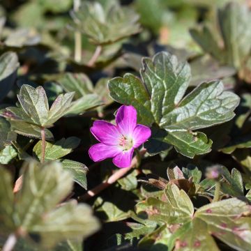 Gerânio Orkney Cherry® - Geranium oxonianum