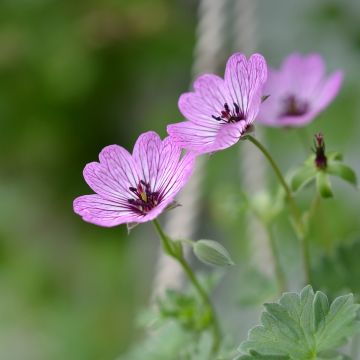 Gerânio Ballerina - Geranium cinereum