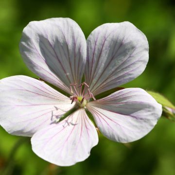 Gerânio Kashmir White - Geranium clarkei