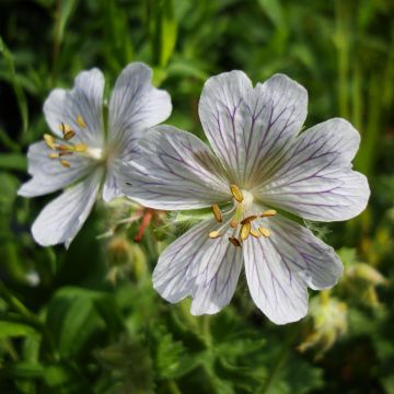 Gerânio White Zigana - Geranium ibericum subsp. Jubatum