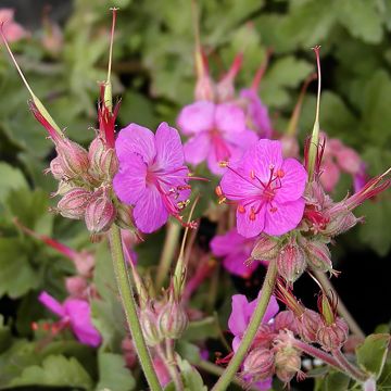 Gerânio Ingwersen's Variety - Geranium macrorrhizum