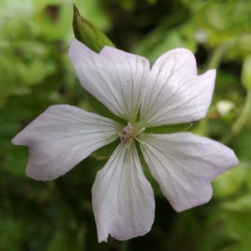 Gerânio Ankum's White - Geranium oxonianum