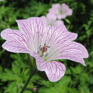 Gerânio Katherine Adele - Geranium oxonianum