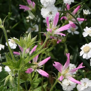 Geranium x oxonianum f. thurstonianum