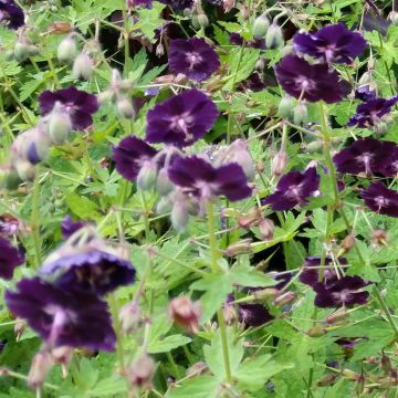 Geranium phaeum Raven