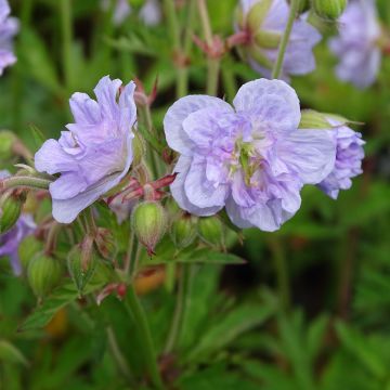 Geranium pratense Cloud Nine