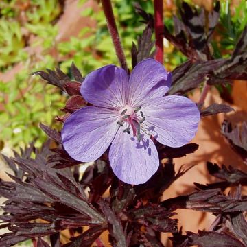 Geranium pratense Hocus Pocus