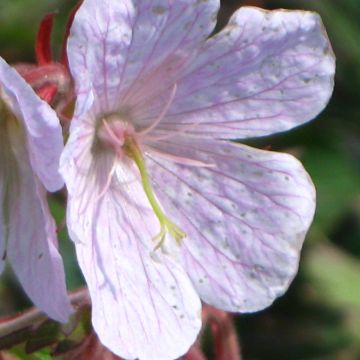 Geranium pratense Marshmallow