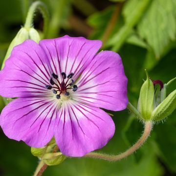 Geranium wallichianum Magical® All Summer Delight