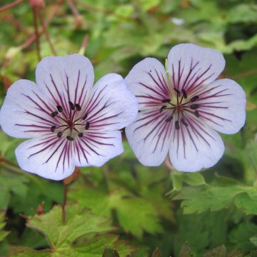 Geranium wallichianum Crystal Lake