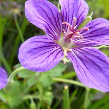 Geranium wlassovianum