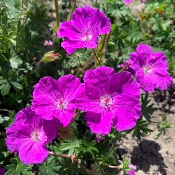 Gerânio-sanguíneo Frivolius Purple - Geranium sanguineum