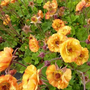 Geum Cocktail Alabama Slammer