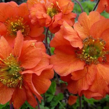 Geum chiloense Dolly North