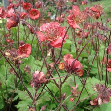 Geum Flames of Passion
