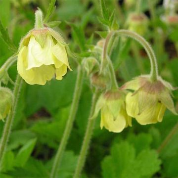Geum rivale Lemon Drops
