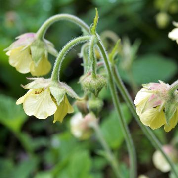 Geum rivale Lemon Drops Geum rivale Lemon Drops