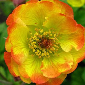 Geum Tequila Sunrise