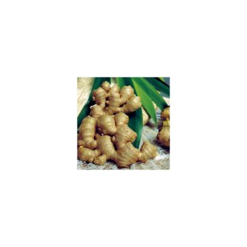 Gengibre - Zingiber officinale