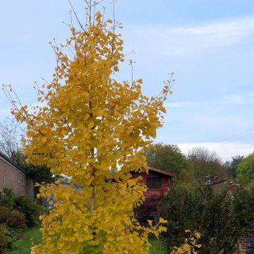Ginkgo biloba fastigiata Gold Flame