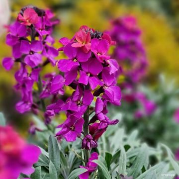 Erysimum Colour Vibe Purple
