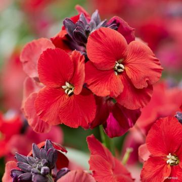 Erysimum Colour Vibe Red