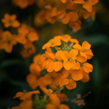 Erysimum Apricot Twist