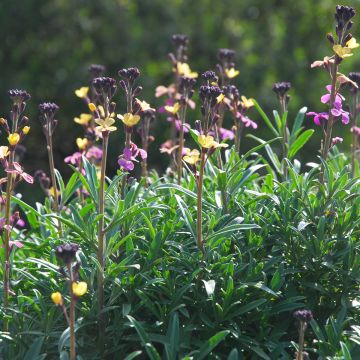 Erysimum mutabile