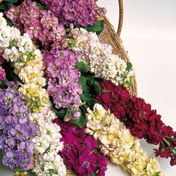 Matthiola incana Giant Perfection Mix em sementes