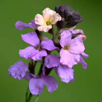 Erysimum Jenny Brook