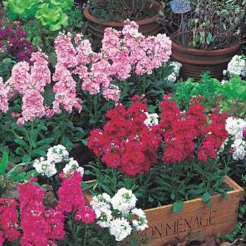 Coleção de 15 Goivos-quarentena Heritage