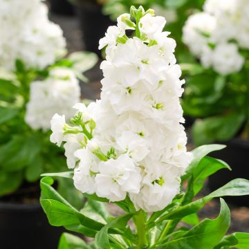 Matthiola incana Heritage Branco em sementes