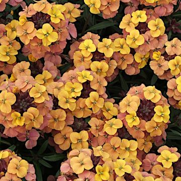 Erysimum cheiri Artist Gogh's Gold