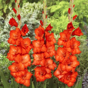 Gladíolo Wig's Sensation