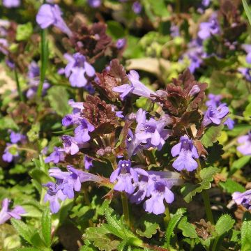 Glechoma hederacea