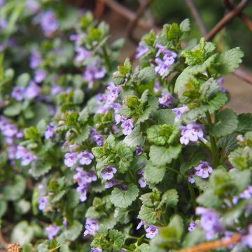Glechoma hederacea Glechoma hederacea