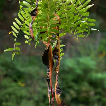 Gleditsia triacanthos f. inermis em sementes