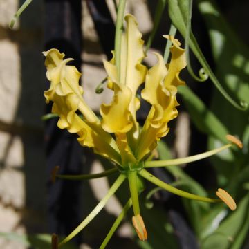 Gloriosa lutea - Lírio-trepador