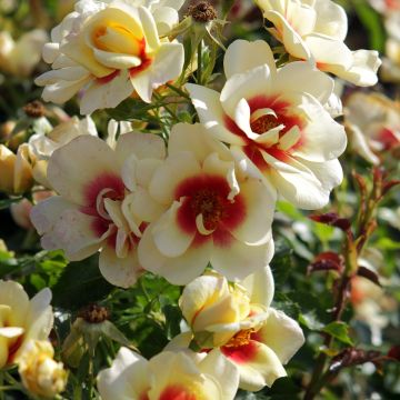 Roseira miniatura Glorious Babylon Eyes