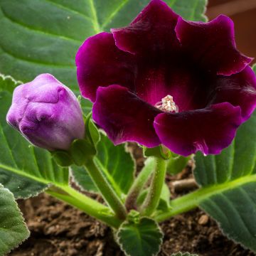 Gloxinia speciosa Violeta