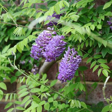Wisteria × frutescens Longwood Purple - Glicínia