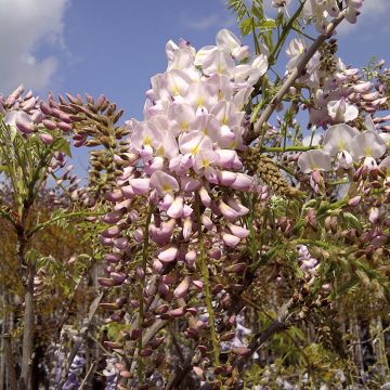 Wisteria brachybotrys Shiro-Beni - Glicínia