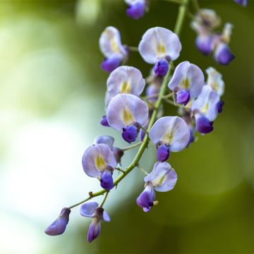 Wisteria floribunda Premature - Glicínia-japonesa