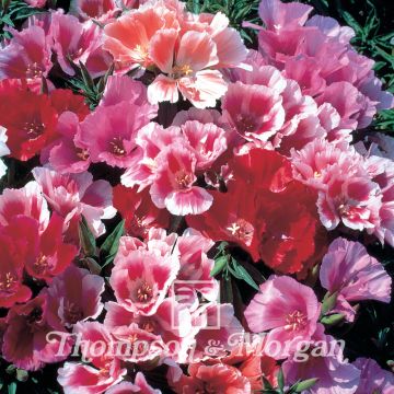 Godécia Thoroughly Modern Millie em sementes