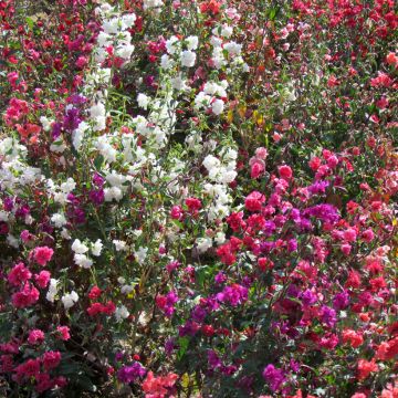 Godécia unguiculata Excellent mix em sementes